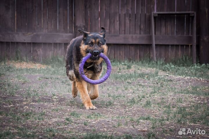 Гостиница для собак