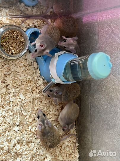 Акомисы (Иглистые мыши)