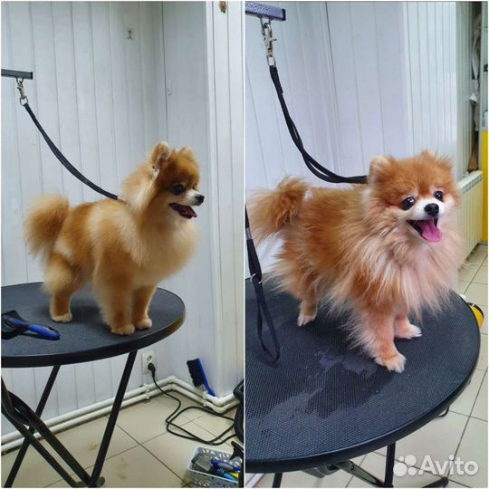 Стрижка собак, груминг, кошки