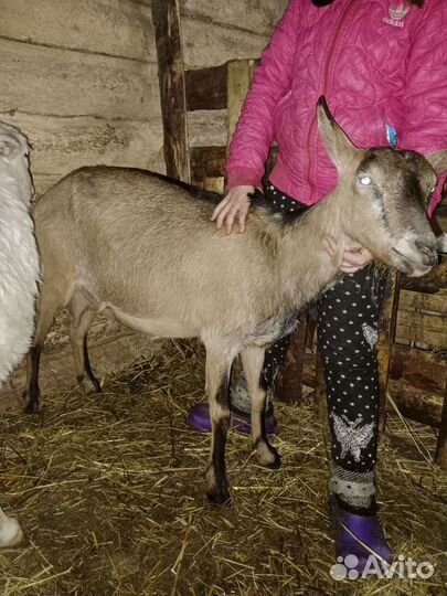 Козы,козочки,козлы