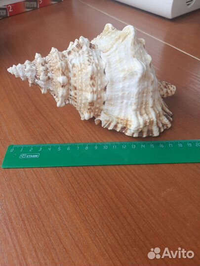 Морская ракушка и шкатулка