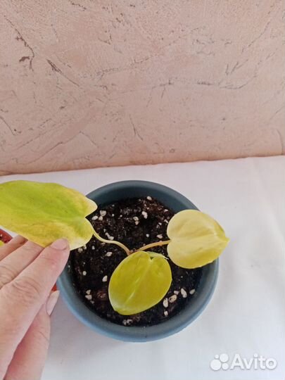 Сциндапсус неон