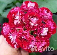 Пеларгония герань