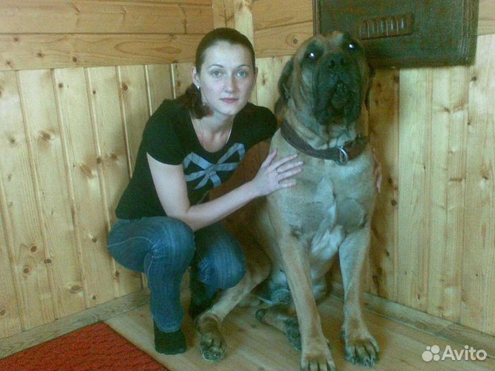 Передержка собак. Догситтер