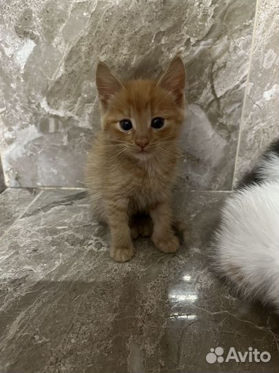 Котята