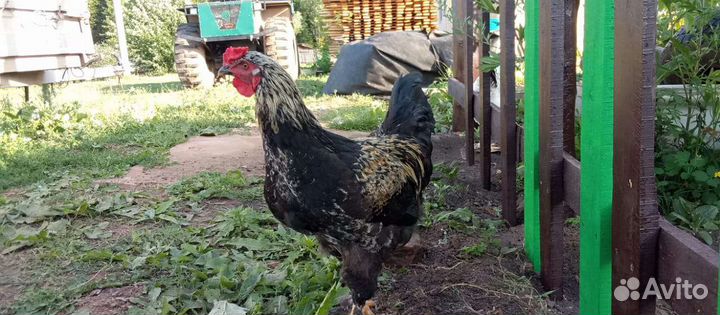 Петушки Брама