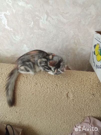 Котята мейн-кун
