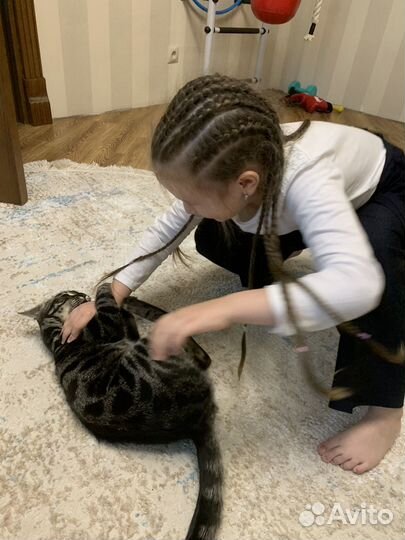 Вязка кошек