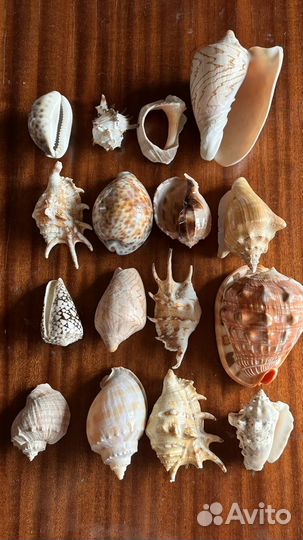 Набор морских ракушек