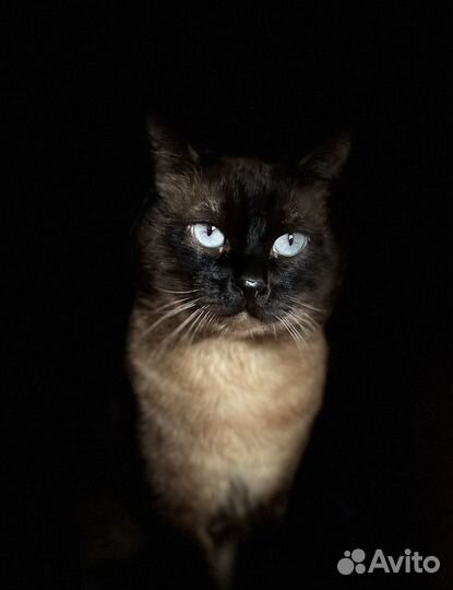 Тайский кот, вязка