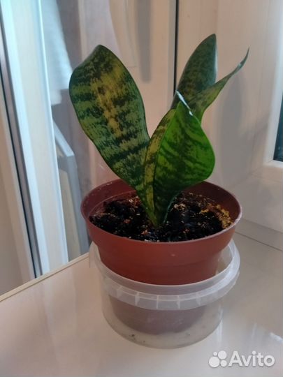 Сансевиерия отдам
