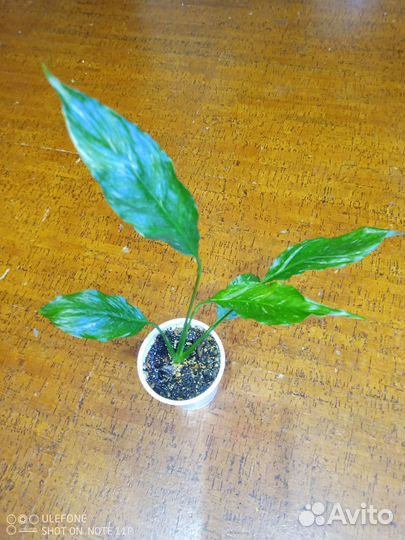 Спатифиллум Джемини