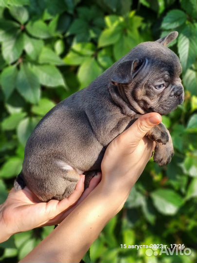 Французский бульдог