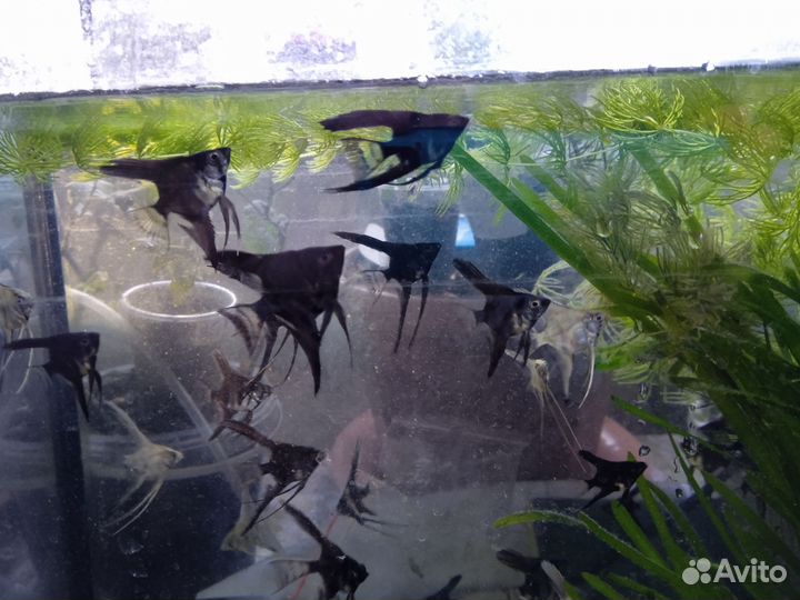 Скалярии, валлиснерия, роголистник