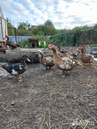 Мускусные утки