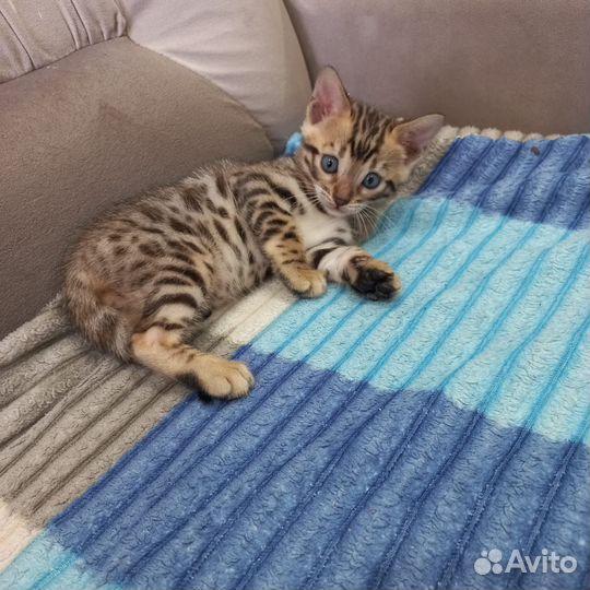 Бенгальские котята