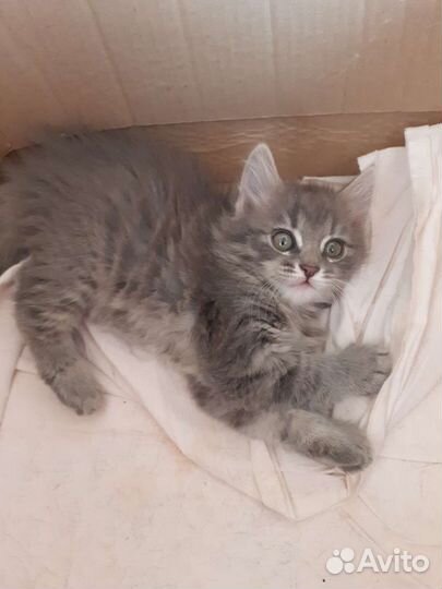 Кошечка в хорошие руки. 2.5 мес