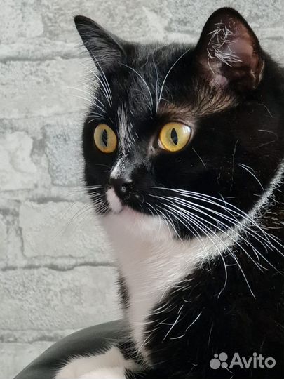 Отдам в добрые руки, а то останется на улице