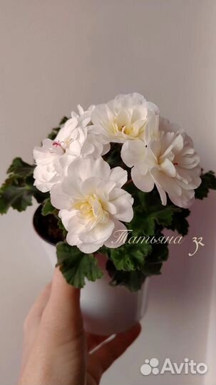 Пеларгония та лимончело