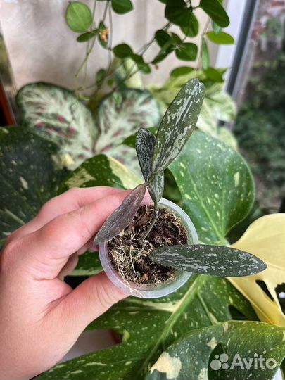 Ароидные и хойи