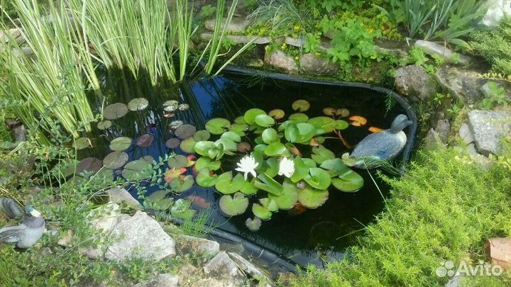 Нимфея(лилия водная)