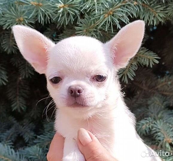 Чихуахуа 3 месяца