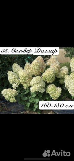 Гортензия Самарская Лидия и другие сорта