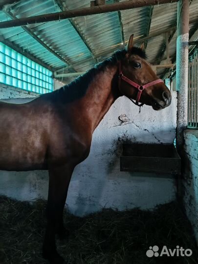 Шикарный Русский рысак 2021 г.р