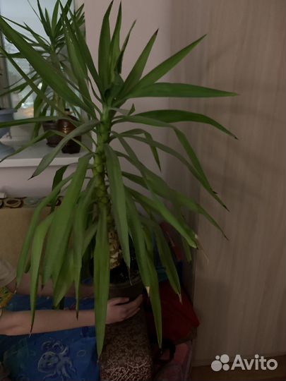 Комнатные цветы юкка