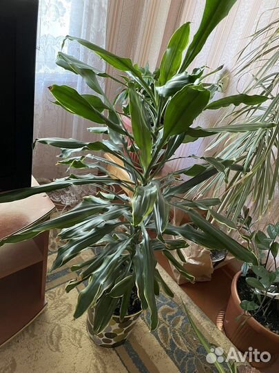 Цветы комнатные