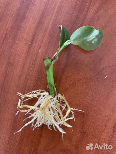 Фикус укорененный