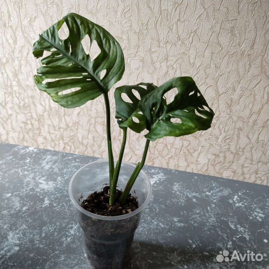 Монстера манки маск сциндапсус эпик фил гинура