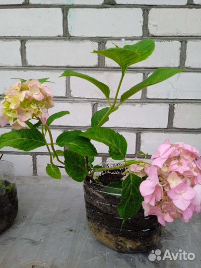 Гортензии, аканит, астильба