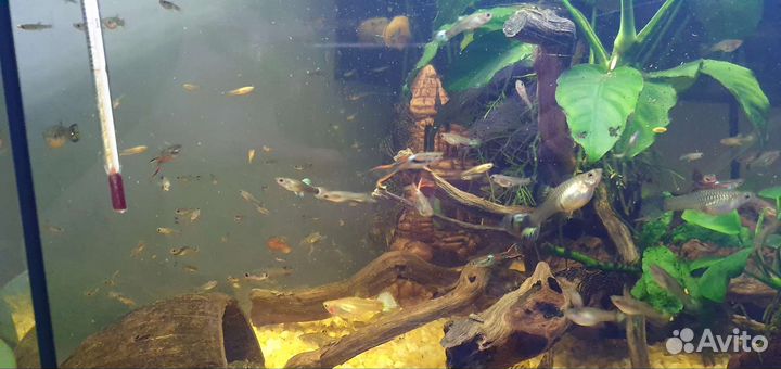 Сомики анциструсы