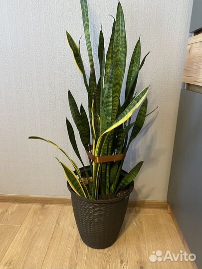 Сансевиерия (тещин язык)