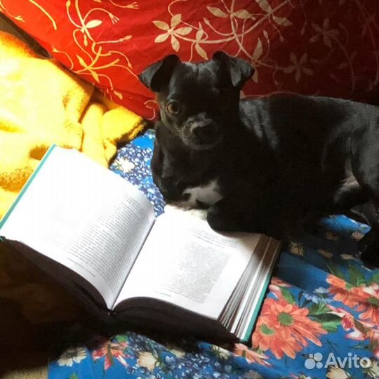 Кобель чихуахуа для вязки