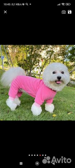 Комбинезон теплый для вашего питомца, цвет синий