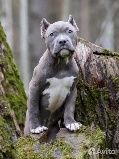 Девочка американского булли