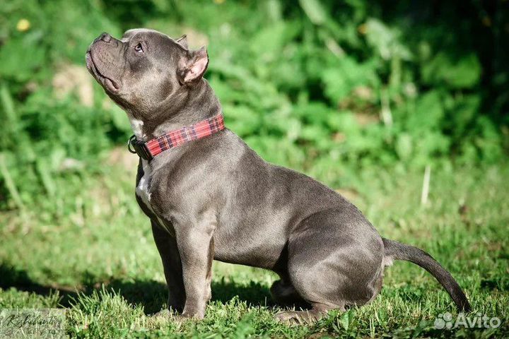 Американский булли вязка