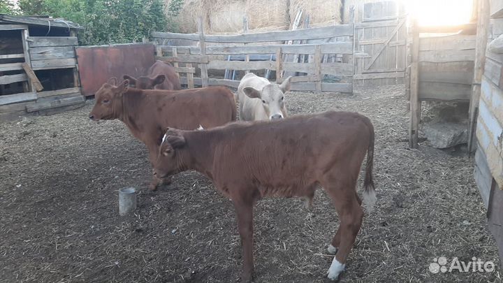 Бычки и телята от 2 месяцев