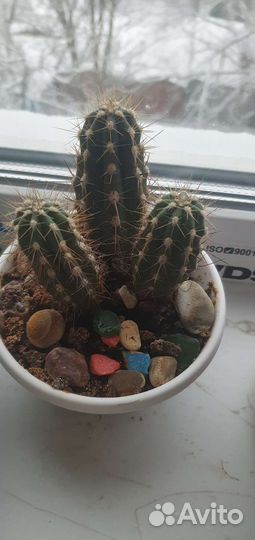 Толстянка,кактусы