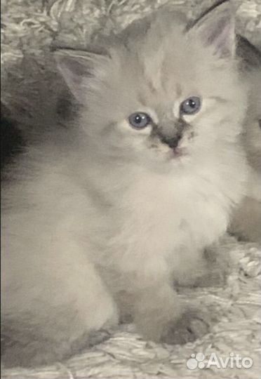 Сибирские котята