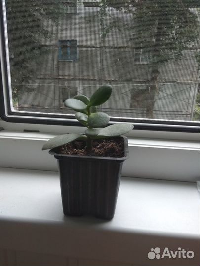 Кактусы и суккуленты