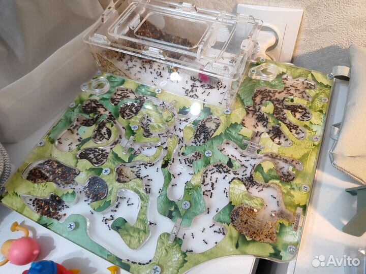 Муравьиная ферма с муравьями