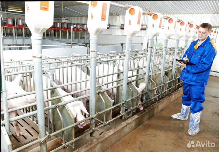 Работник на свиноводческую ферму(Вахта)