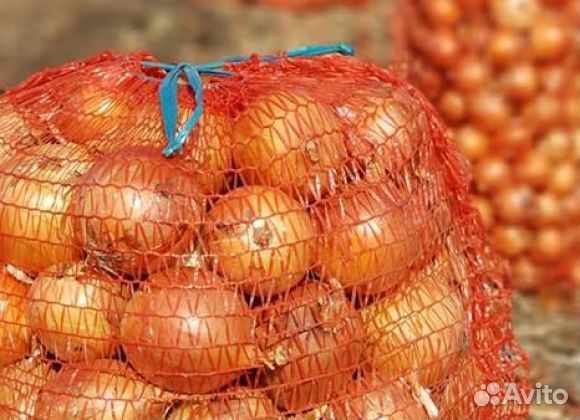 Отличный лук оптом сорта Утрера от 10 тонн