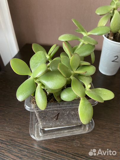 Денежное дерево, фикус, кротон