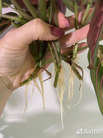 Маранта триколор