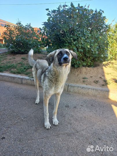 Добрая собака