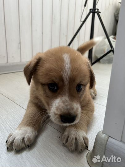 Щенки лабрадора метис